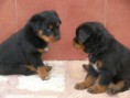 /album/fotogaleria-inicio/rott-jpeg1/