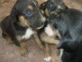 /album/fotogaleria-inicio/a66304577-1-se-vende-cachorros-rottweiler-cruce-con-doberman-oferta-ica-jpg/
